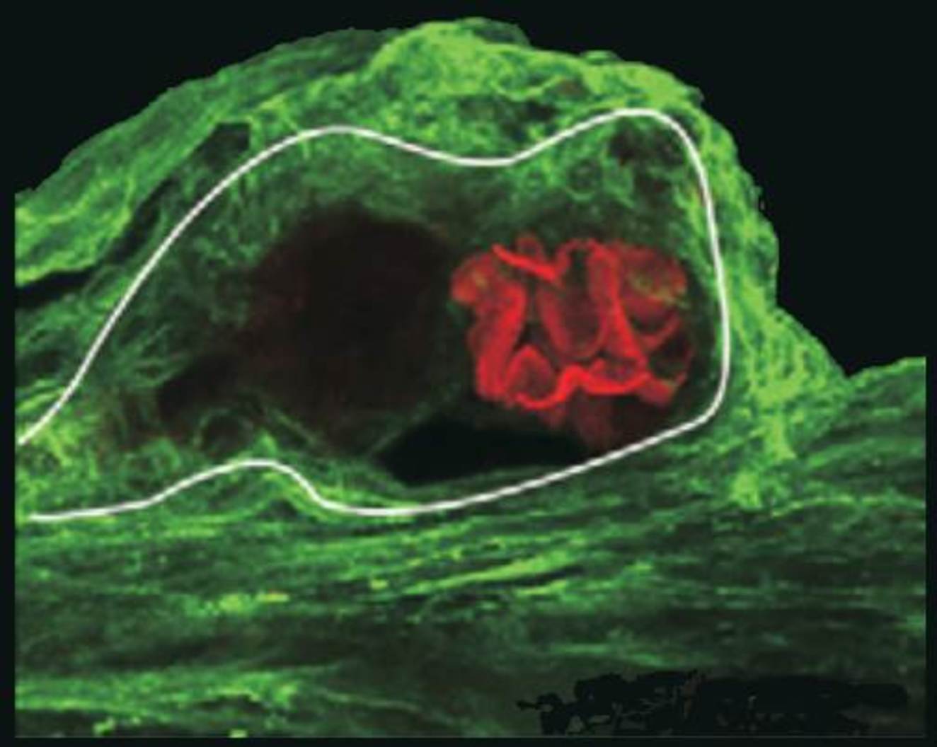 A photoreceptor cell in the brain of a horseshoe crab. Green indicates the presence of the photosensitive molecule peropsin. Membranes in the cell known to respond to light are red. - Image Credit: Barbara Battelle, CC BY-ND