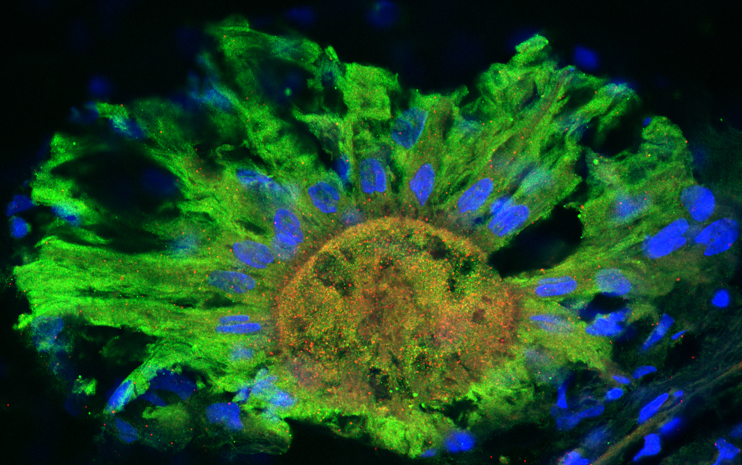 A squid chromatophore in the skin detects light. - Image Credit: Alexandra Kingston, CC BY-ND