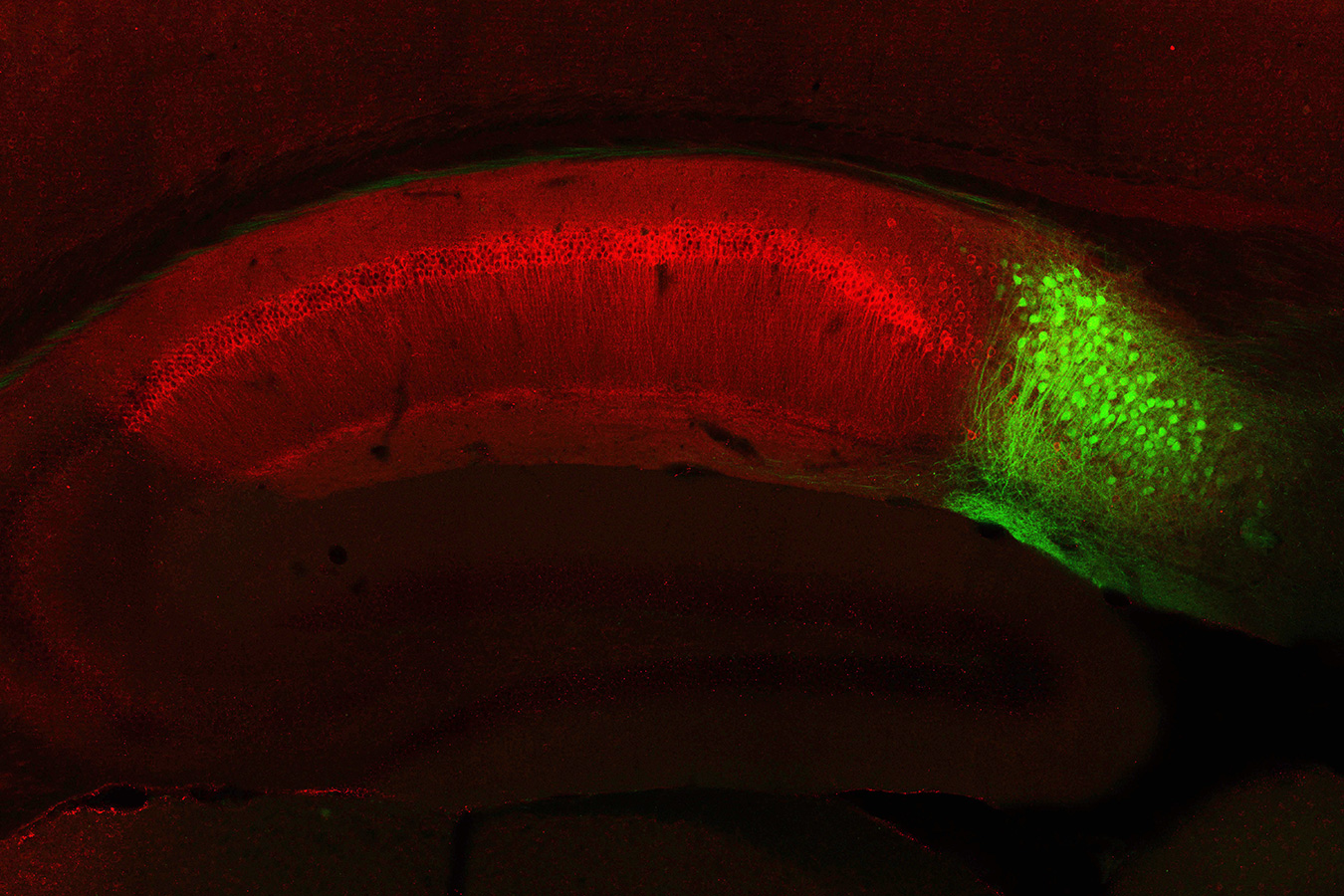 MIT neuroscientists have shown, for the first time, that recalling a memory requires a “detour” circuit that branches off from the original memory circuit. This low-magnification image shows that hippocampal CA1 neurons (red) and dorsal subiculum neurons (green) can be genetically identified using two different protein markers. - Image Credit: Dheeraj Roy/Tonegawa Lab, MIT