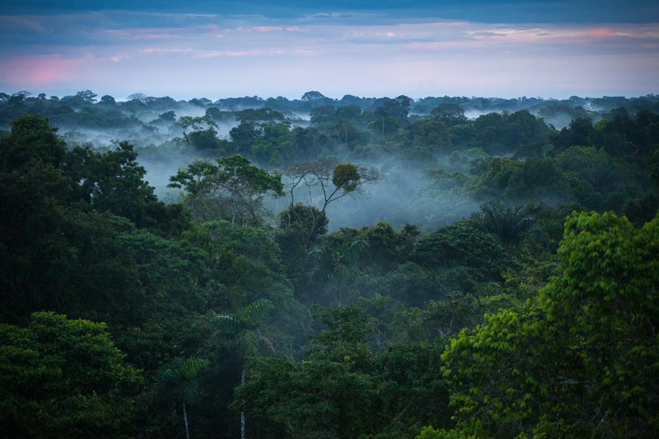 Image Credit: Brazilian things via Wikimedia Commons