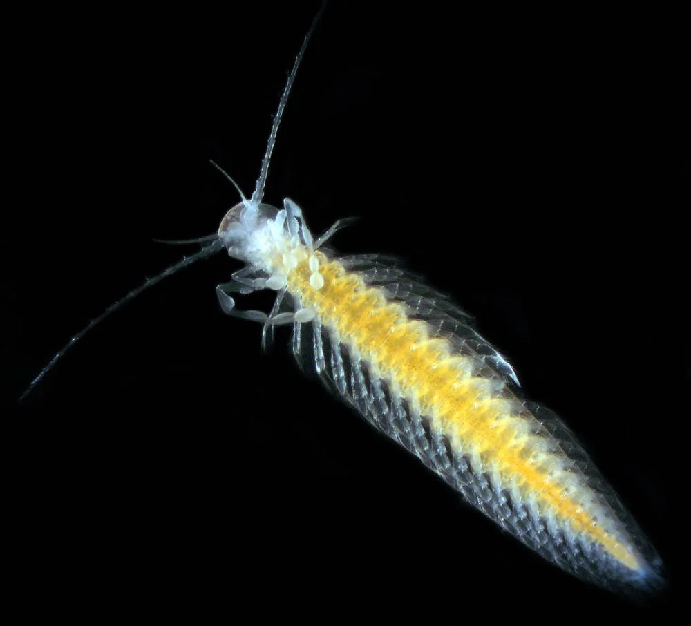The remipede Cryptocorynetes elmorei from Eleuthera, Bahamas. Remipedes are only found in deeper saltwater layers from caves on opposite sides of the Atlantic and from the Indian Ocean coast of Western Australia. - Image Credit: Tom Iliffe, CC BY-ND
