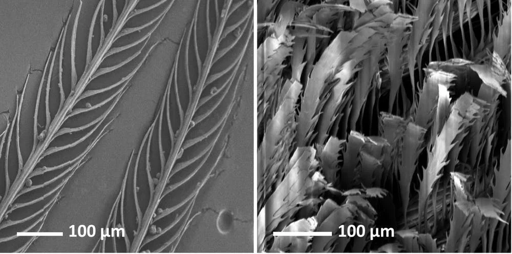 On the left, a normal black feather from a Lesser Melampitta. On the right, a super-black feather from the Paradise Riflebird. - Image Credit: Dakota McCoy, CC BY-ND