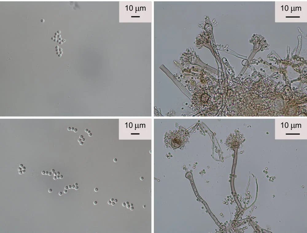 Once the spores (left) germinate with the addition of water, they grow into threadlike hyphal mycelium (right). - Image Credit: Congrui Jin, CC BY-ND