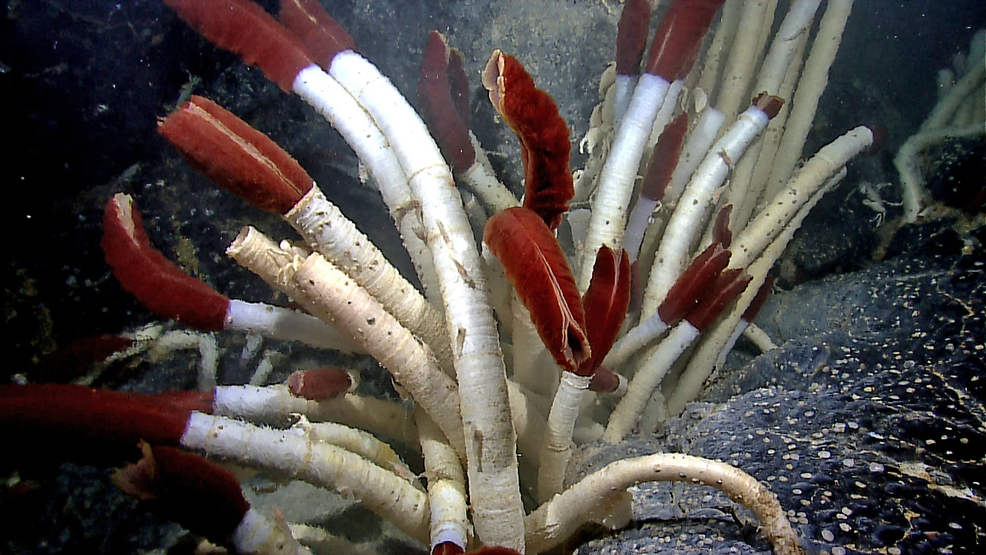 Vestimentiferan tubeworms (Riftia pachyptila) found near the Galapagos islands. - Image Credit: NOAA Okeanos Explorer Program, Galapagos Rift Expedition 2011.
