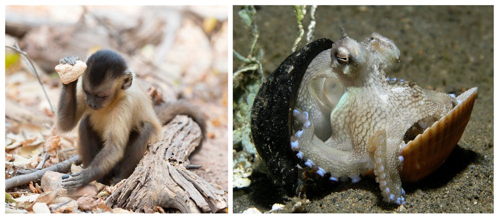 A capuchin ( Sapajus libidinosus ) using a stone tool (T. Falótico). An octopus ( Amphioctopus marginatus ) carrying shells as shelter (N. Hobgood). - Image Credit: Tiago Falótico, Nick Hobgood Wikimedia