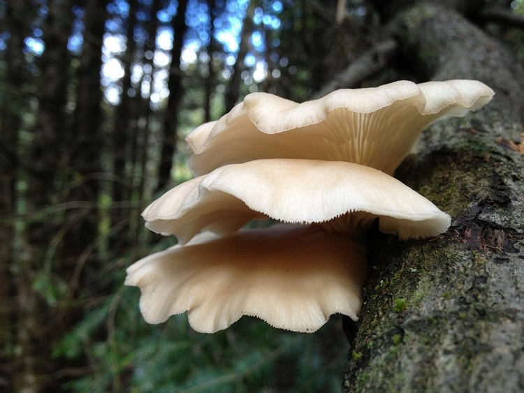 Parts of the Armillaria ostoyae organism include the mushrooms, the black rhizomorphs and the white mycelial felts. - Image Credit: evitaochel via pixabay