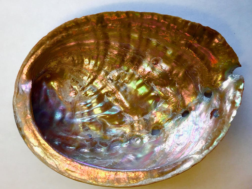 Nacre, the coating on the inside of abalone shells, is highly ductile, allowing the shell to resist impacts without fracturing. It protects abalone from sea otters that try to break shells open by banging them on rocks. - Image Credit: Victor Li, CC BY-ND