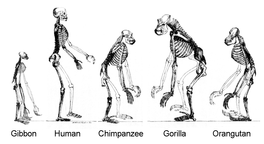 Primates tend to have large brains compared to their body but the effect is extreme in humans. - Image Credit: CNX OpenStax via Wikimedia Commons