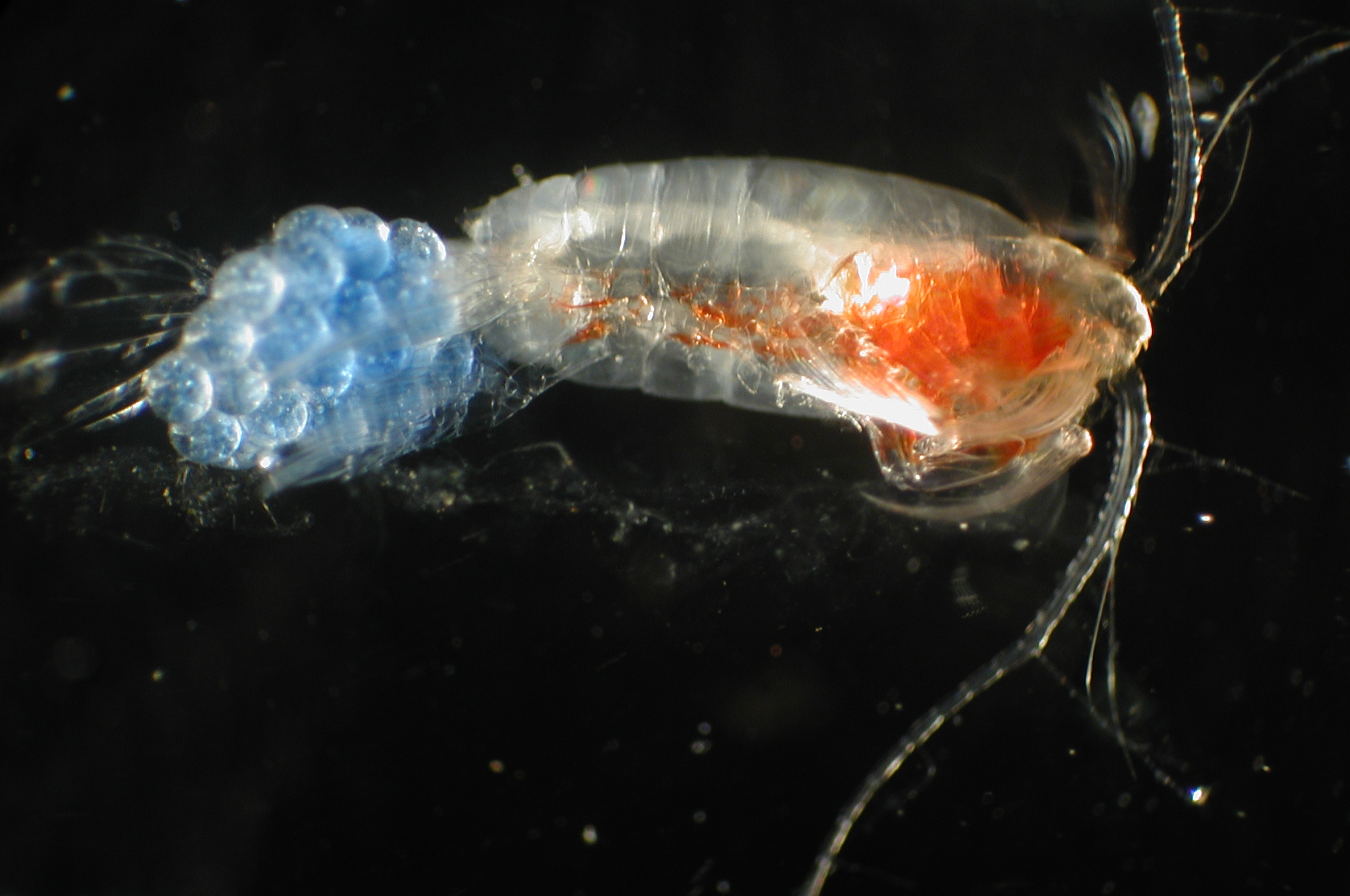 Copepod with eggs (blue). Copepods are typically just a few millimeters long, but are important food sources for small fish. - Image Credit: NOAA