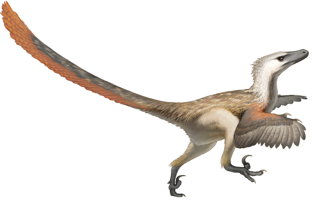 A Velociraptor can’t be resurrected in a chicken egg - Image Credit: Fred Wierum via Wikimedia Commons