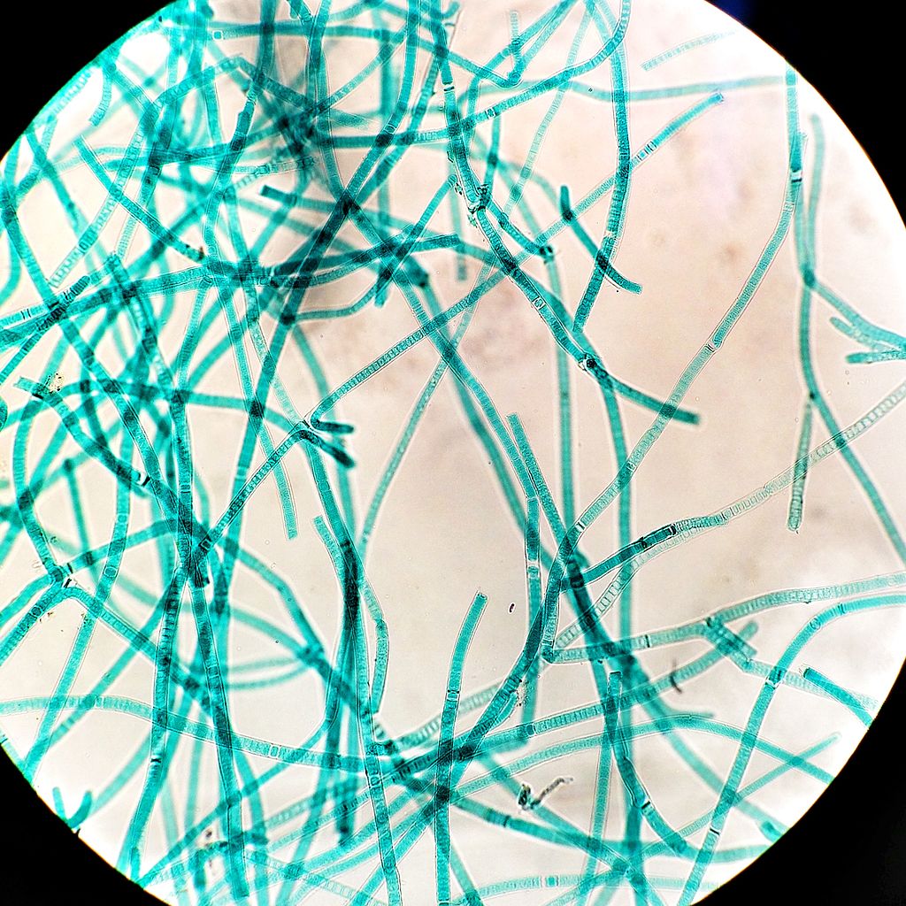 An image of Cyanobacteria, Tolypothrix. - Image Credit: Matthewjparker via WikimediaCommons