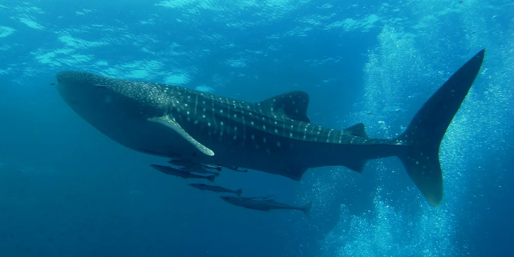 Whale sharks gather at a few specific locations around the world – now we know why