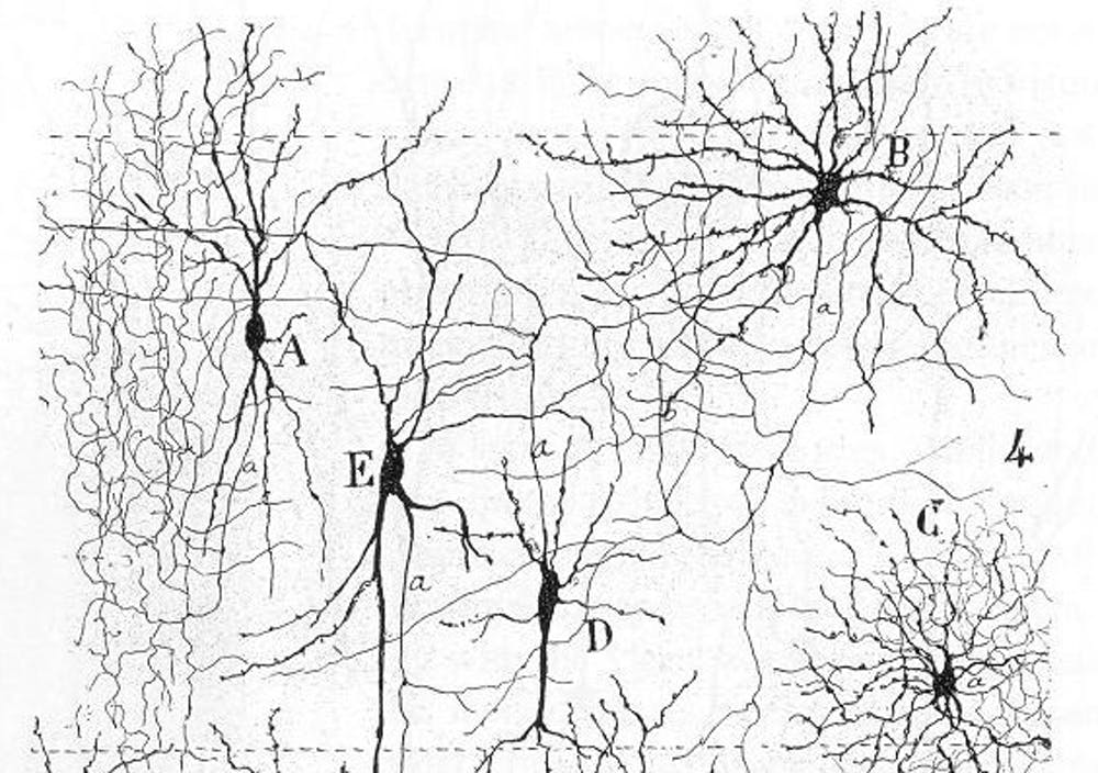 Electrical pulses carry signals along the branches of neurons. - Image Credit: Santiago Ramón y Cajal , CC BY