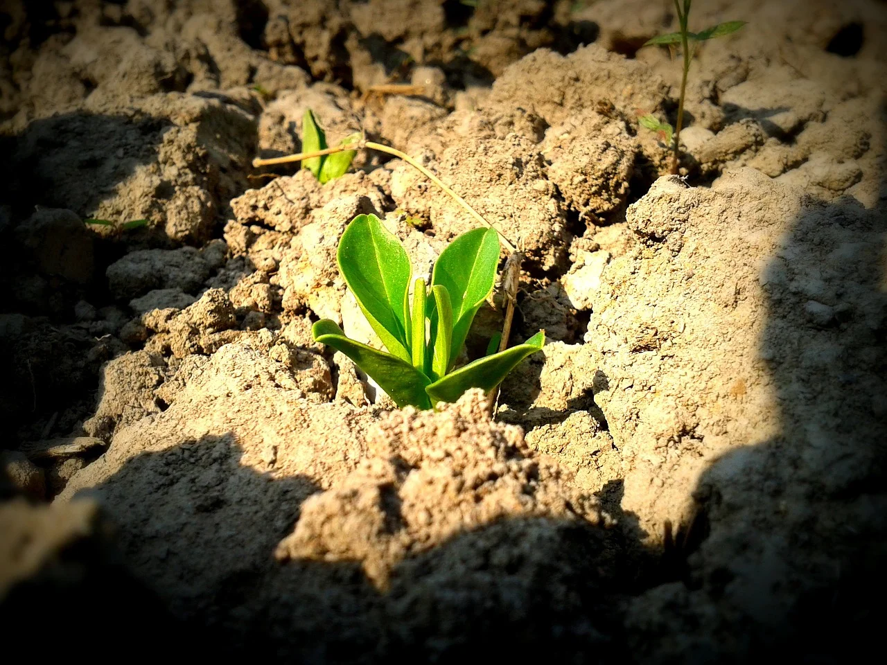 Petrichor’s main ingredients are made by plants and bacteria that live in the ground. - Image Credit: spiker via pixabay