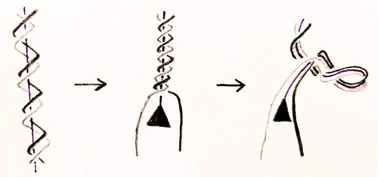 Sketch of a right handed DNA double helix (left). The opening of the helix, indicated by a triangle, causes the DNA to supercoil (right). A supercoil occurs when the axis of the helix, indicated in purple, coils upon itself. - Image Credit: Mariel Vazquez, CC BY