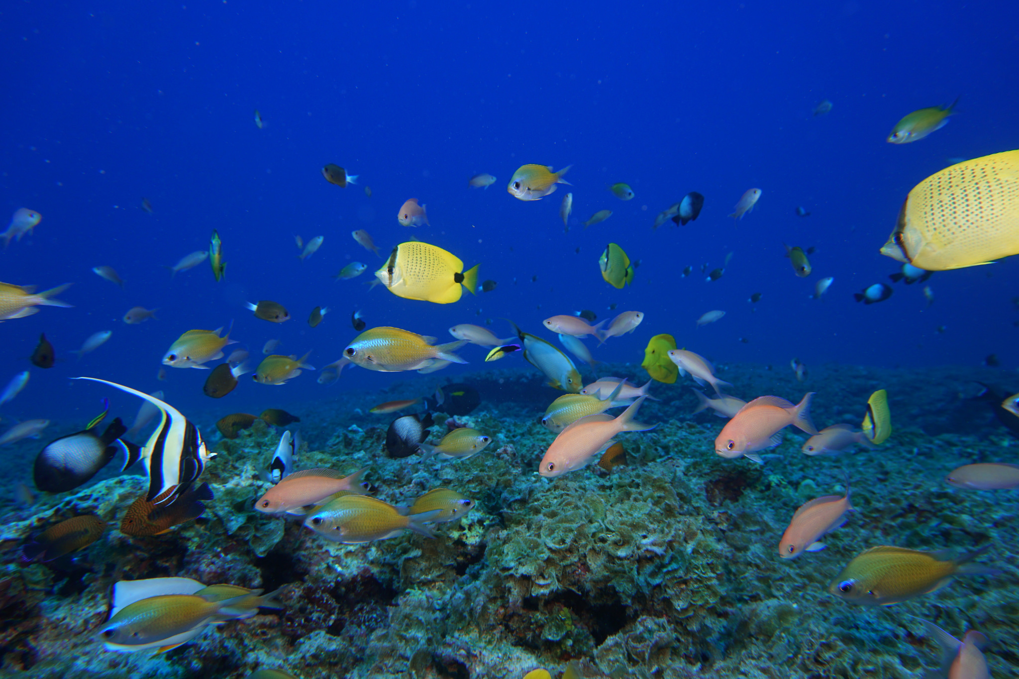 Image Credit: Papahānaumokuākea Marine National Monument via flickr