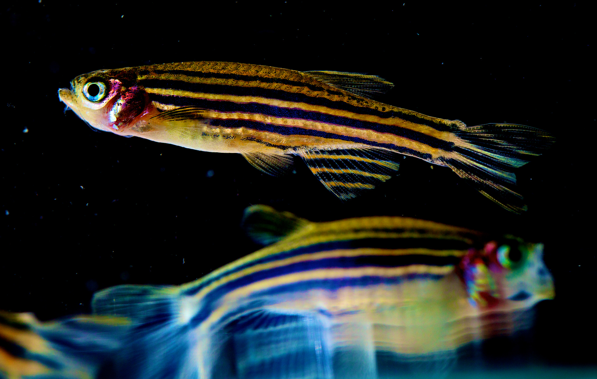 Zebrafish are known for their black and gold stripes. - Image Credit: NICHD/flickr , CC BY
