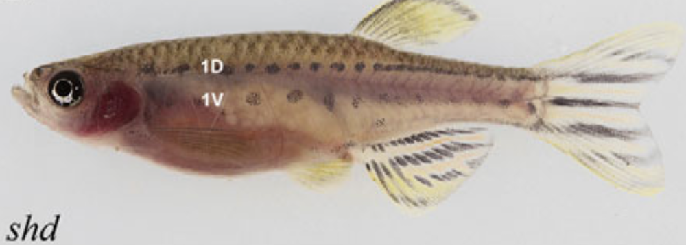 It takes more than black and gold cells to create black and gold stripes. When a mutation causes zebrafish to lose their blue and silver pigment cells, spots form across the body. - Image Credit: Development (2013) , CC BY-SA