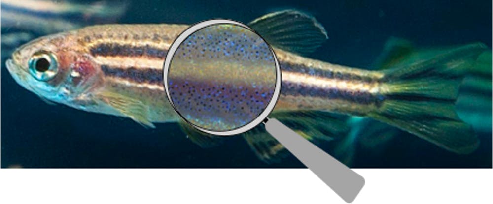 Look closer at zebrafish’s striped bodysuit and you’ll find the tiny pigment cells that make up its patterns. Images adapted by Alexandria Volkening from Oregon State University/Wikimedia and from Development 2013 (doi:10.1242/dev.096719) , CC BY-SA