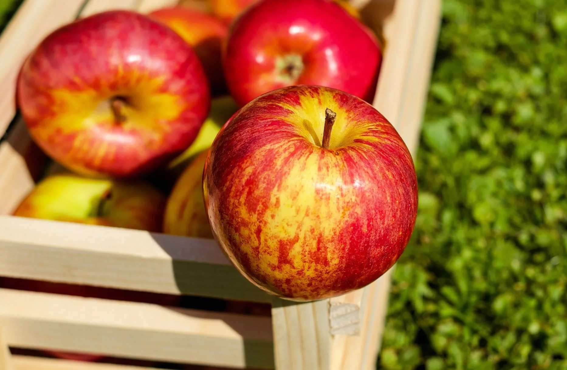  How forensic science has helped rediscover forgotten apples