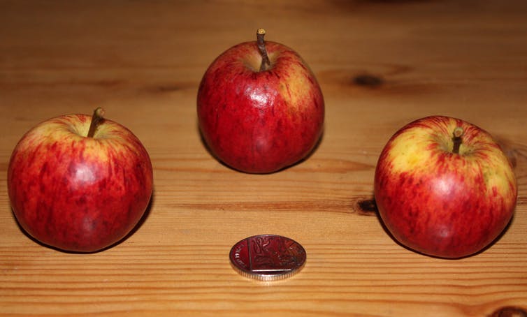 Unique apple variety from Frongoch Farm, near Aberystwyth (DNA A1791). - Image Credit: Danny Thorogood, Author provided
