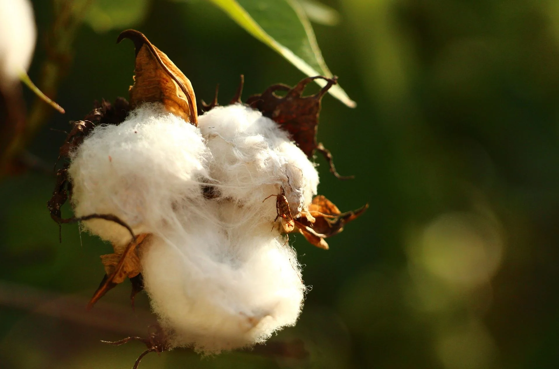 Cotton bio-fuel cell could one day power pacemakers