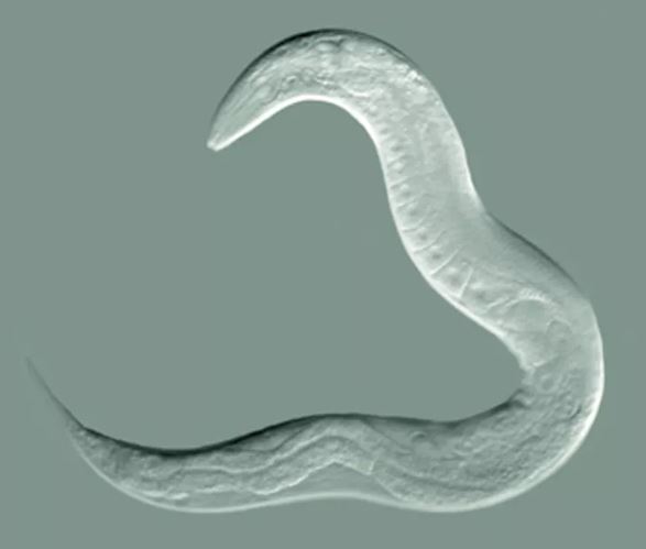 C elegans. - Image Credit: Bob Goldstein, UNC Chapel Hil, CC BY-SA