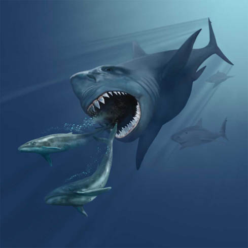 The Megalodon, a bus-sized shark and one of the largest predators to have ever lived. A shower of muons may have caused its extinction, along with other megafauna - Image Credit: Karen Carr via Wikimedia Commons