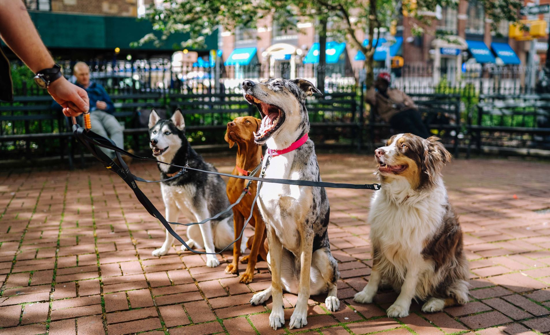 In addition to the health benefits of physical activity, walking your dog has many social and community benefits. - Image Credit: Matt Nelson via Unsplash