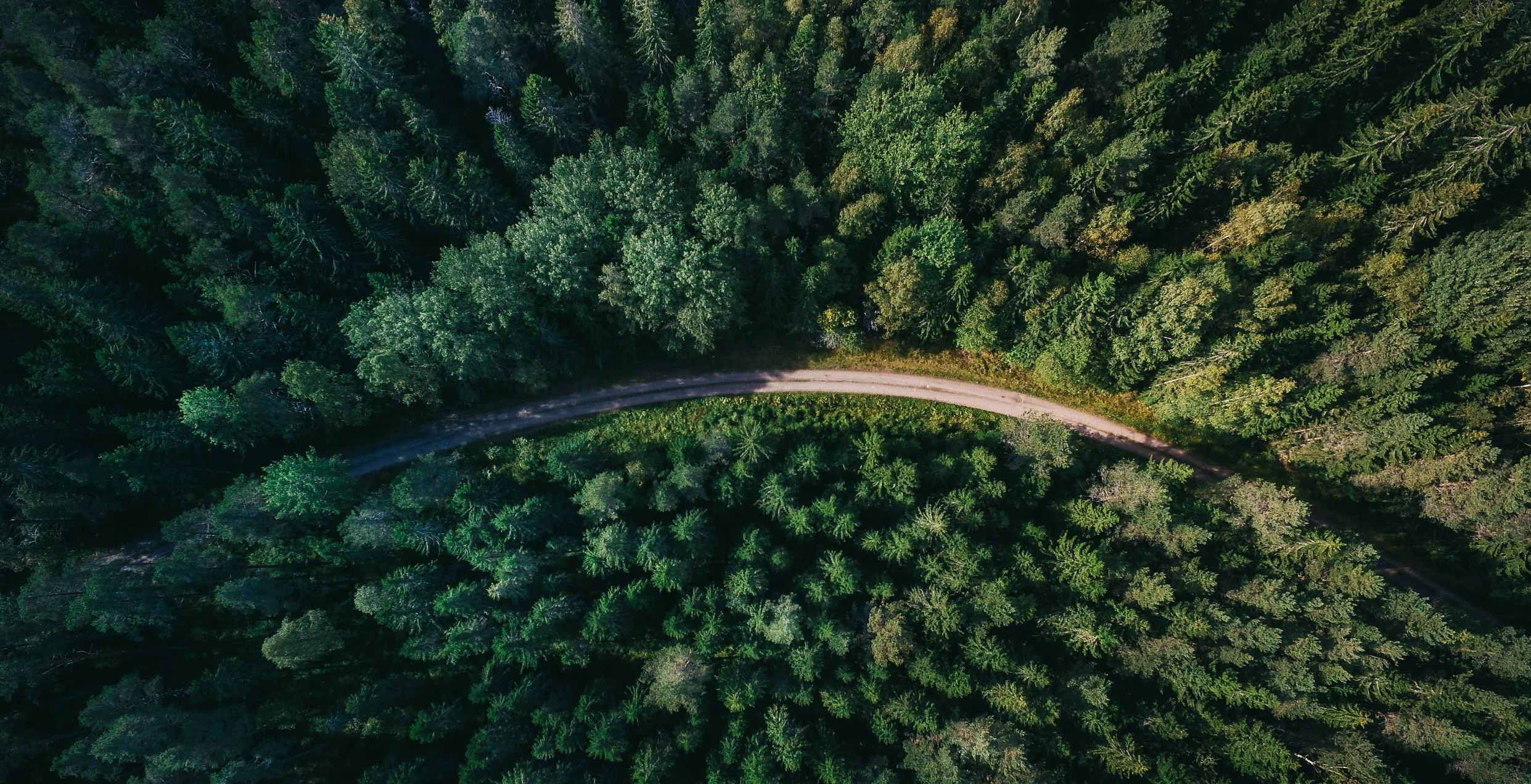 Can genetic engineering save disappearing forests?