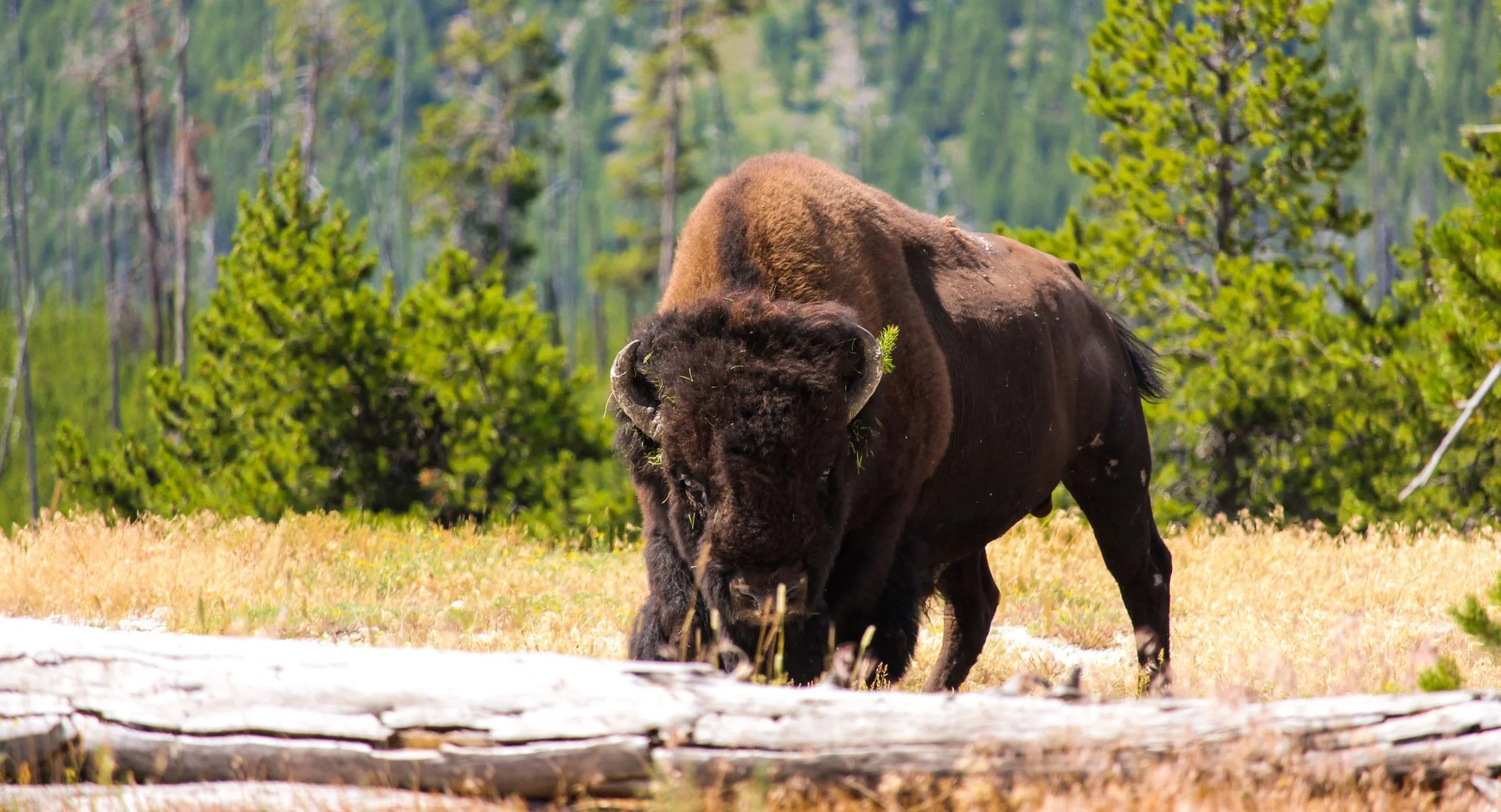 Bison are back, and that benefits many other species on the Great Plains