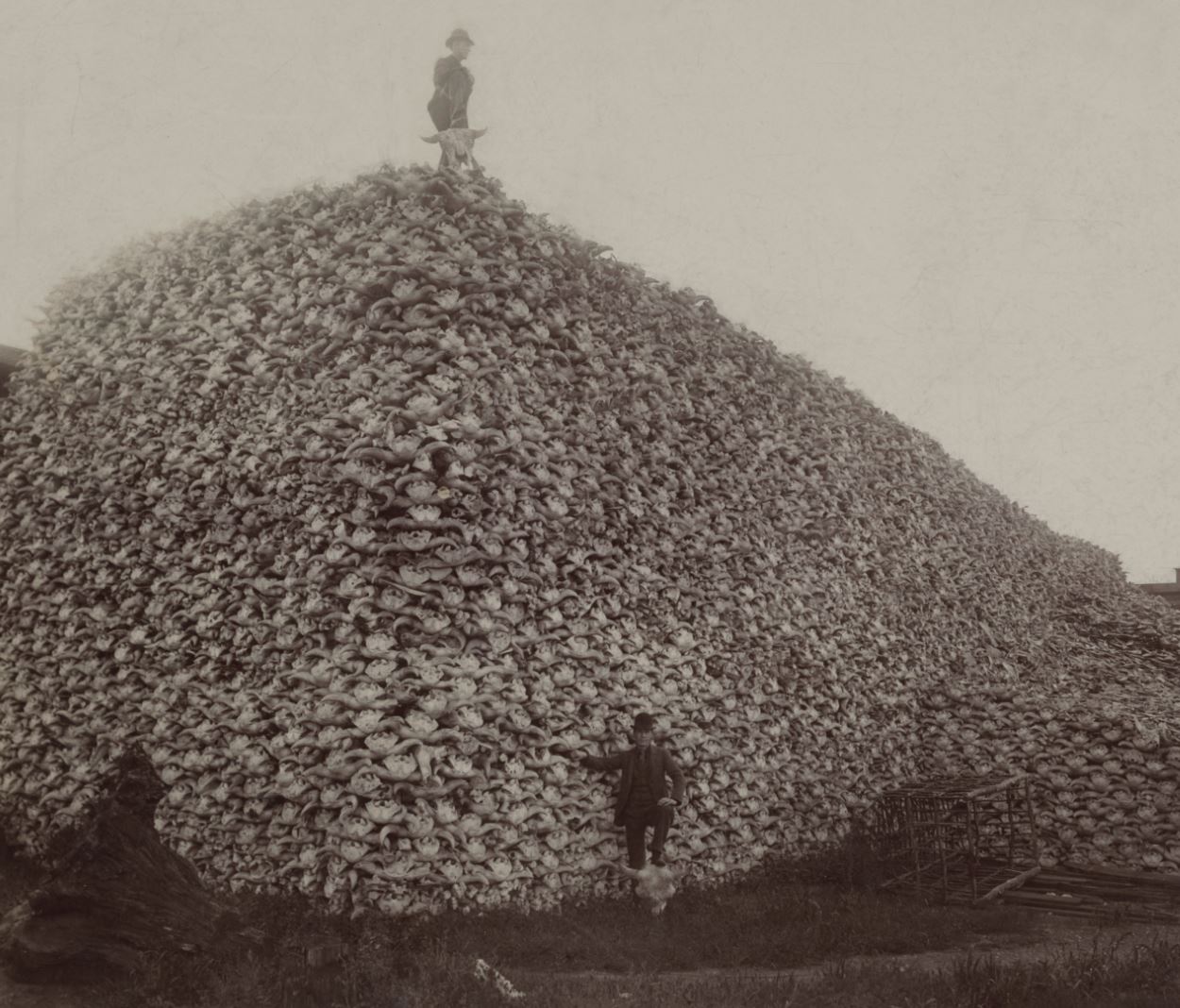 Bison skulls collected during the slaughter, mid-1870s.- Image Credit: Wikimedia Commons