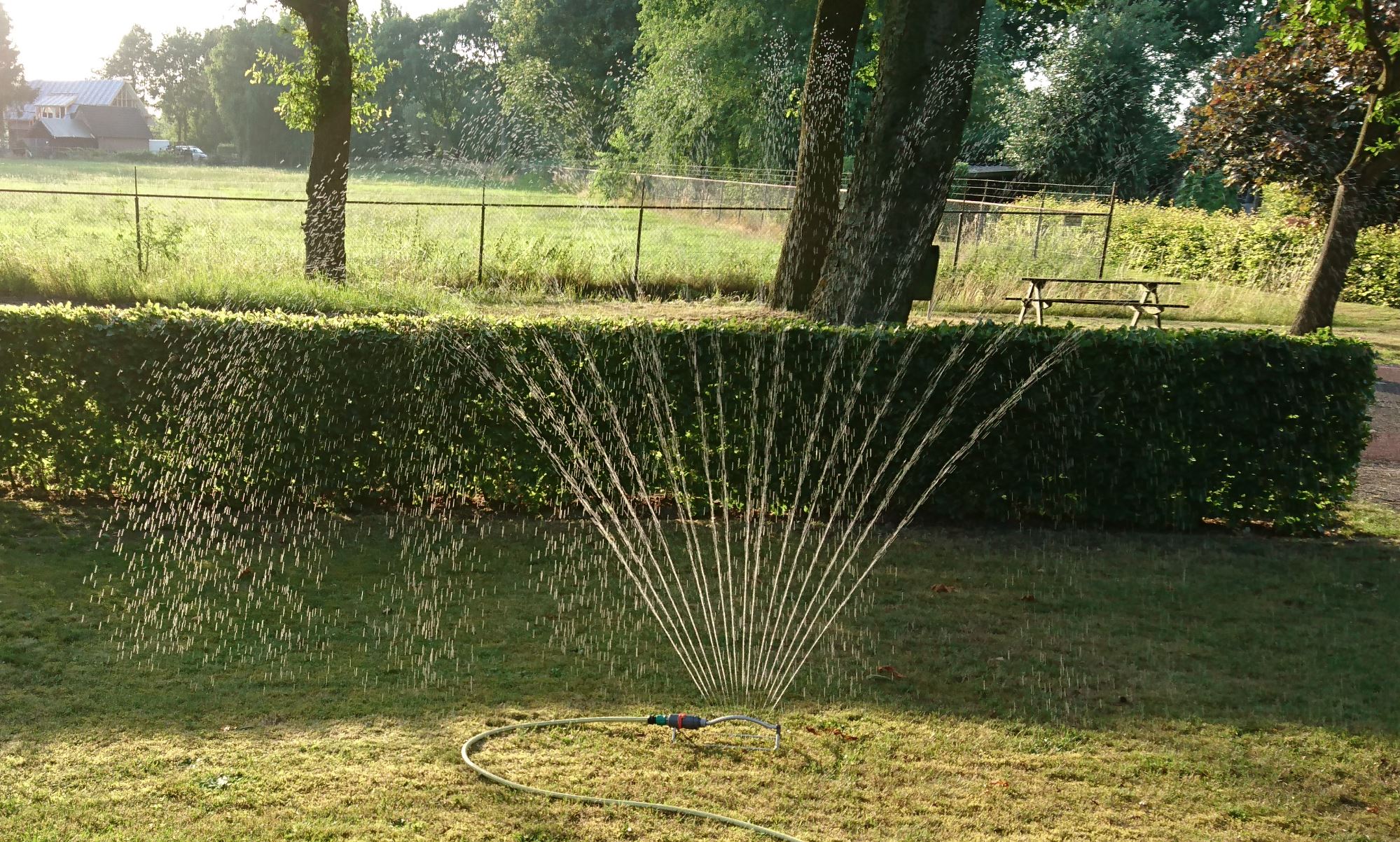Your plants would certainly love a drink this summer. But which water is best?