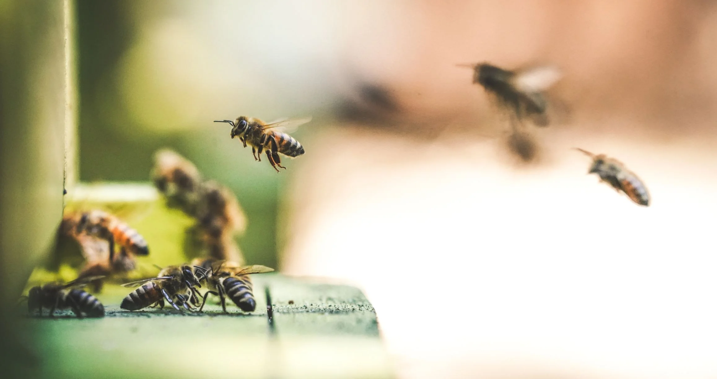 What smart bees can teach humans about collective intelligence
