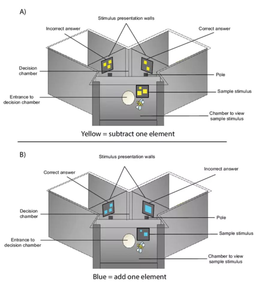 The Y-maze apparatus used for training honeybees. Scarlett Howard