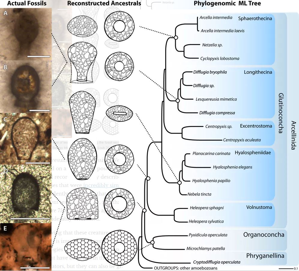 A family tree of testate amoebae linking the fossil record (left) to present day testate amoebae (right). - Image Credit: Lahr et al. 2019, Current Biology , CC BY-ND