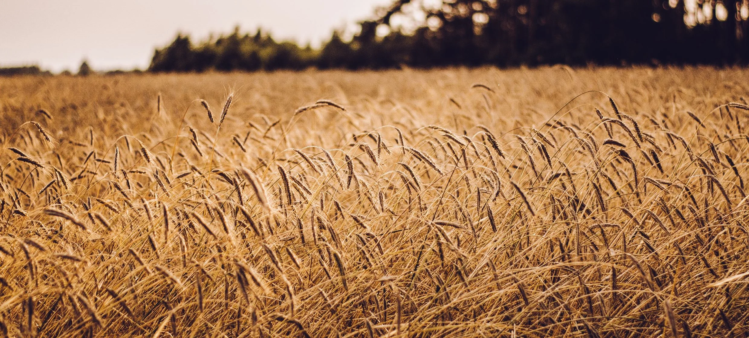 Softer, processed foods changed the way ancient humans spoke