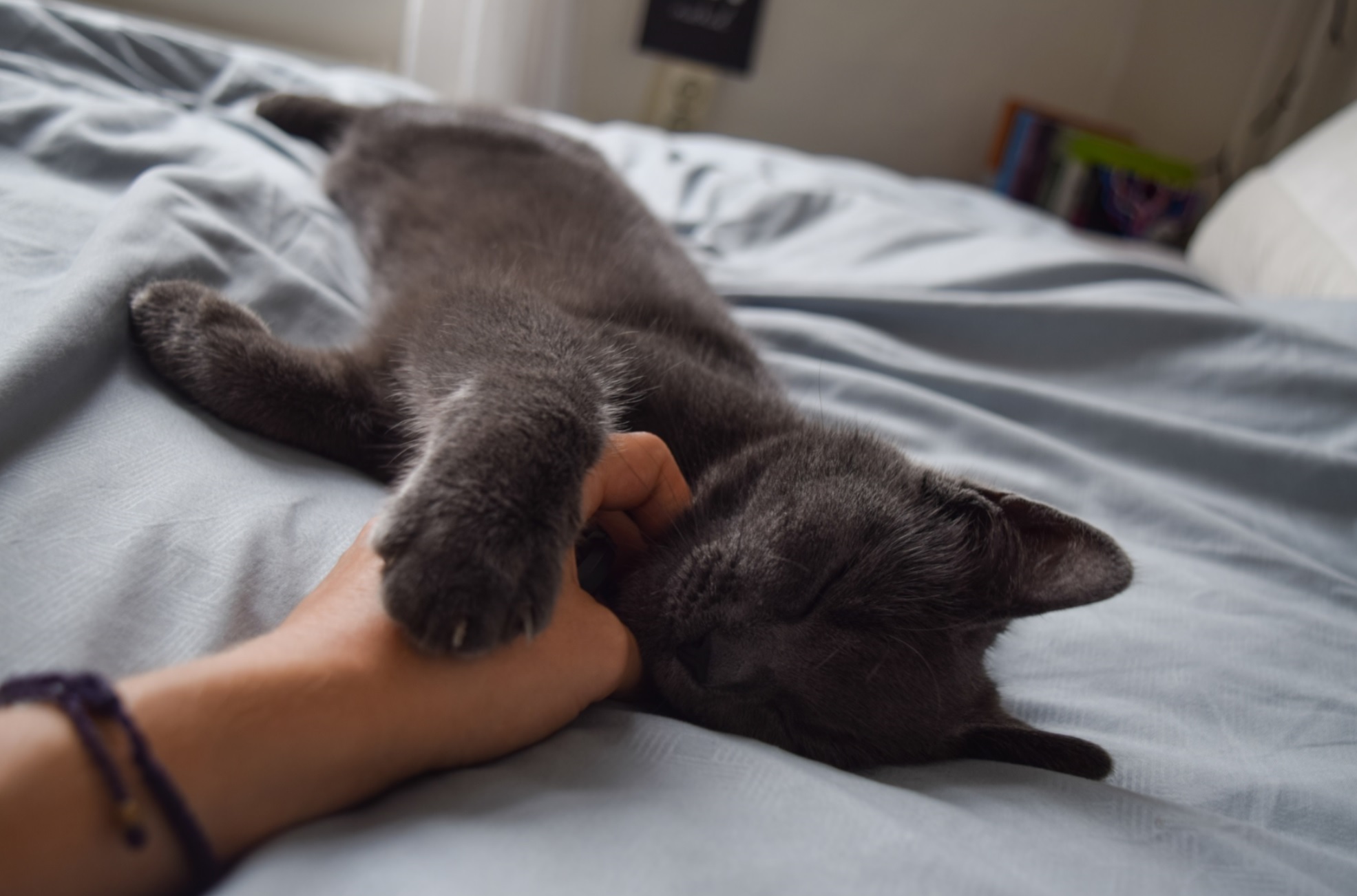 The personality of a pet owner can help a veterinarian understand the health and welfare of the pet. - Image Credit: C. Verhagen via Universal-Sci CC BY-SA