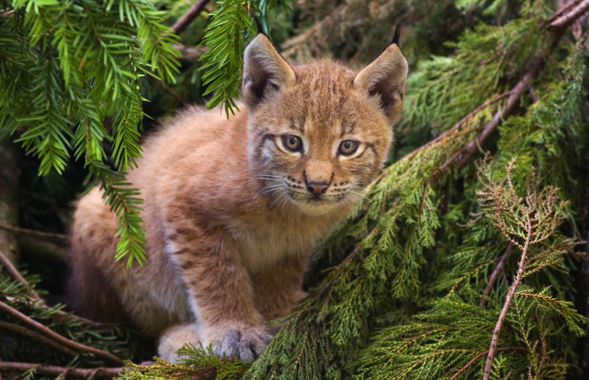 Lynx were driven to extinction in the UK during the Medieval period - Image Credit: Bernard Landgraf via Wikimedia Commons