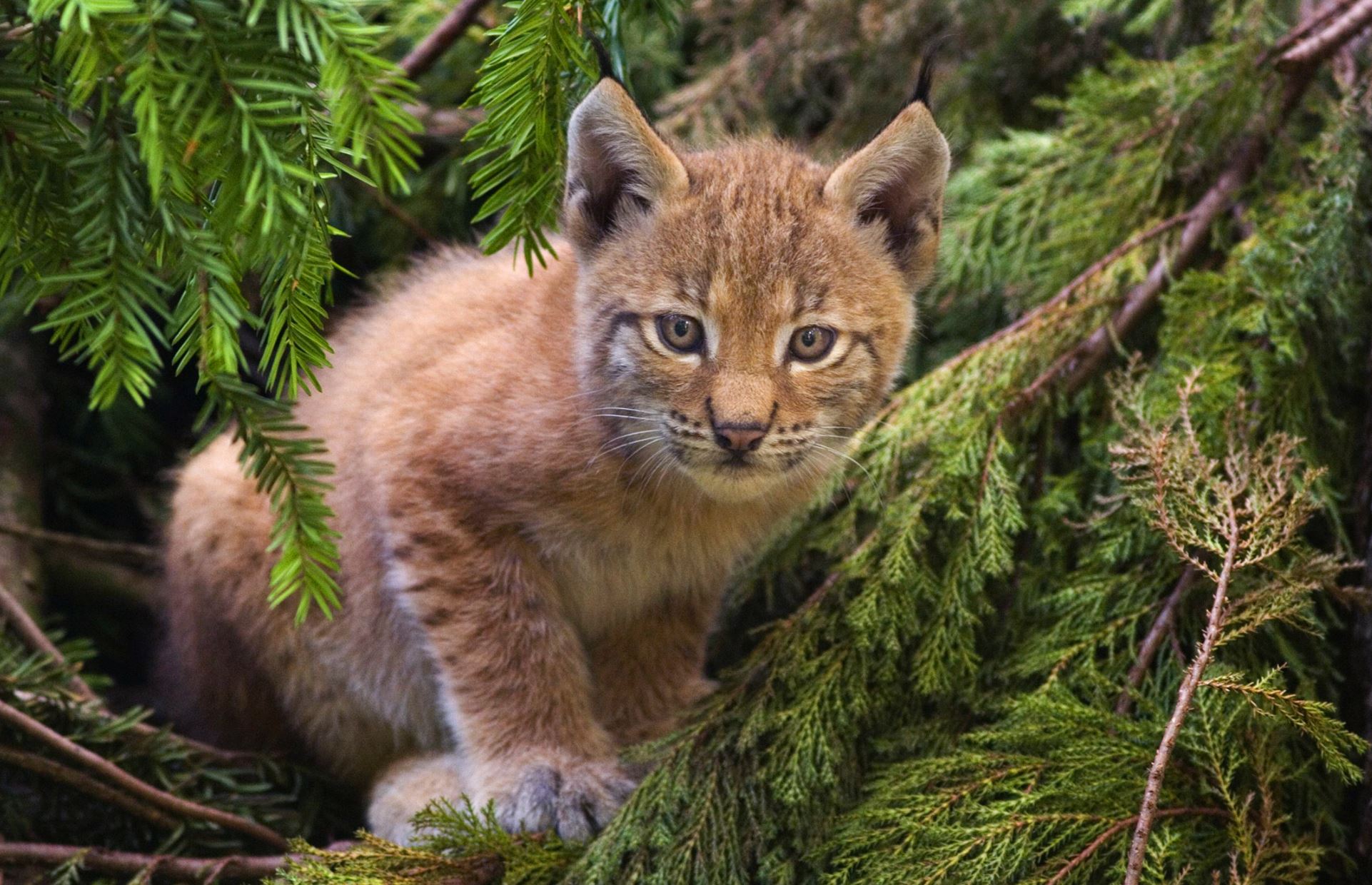 Eurasian lynx: how our computer model highlighted the best site for  restoring this wild cat to Scotland