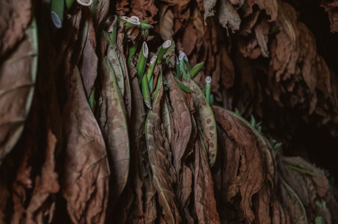 Tobacco leaves were exported to Europe for experimentation in treating the symptoms of spring time coughing and sneezing - Image Credit: Alex Plesovskich via Unsplash