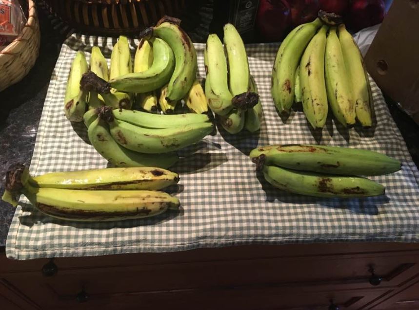 Gros Michel bananas. - Image Credit: Zwilfree via Wikimedia Commons