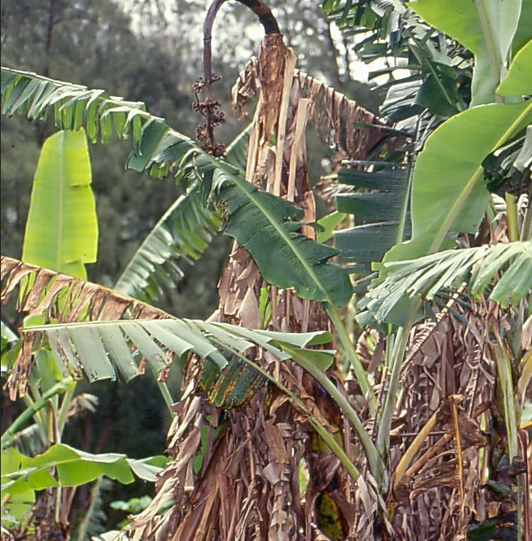 The quest to save the banana from extinction