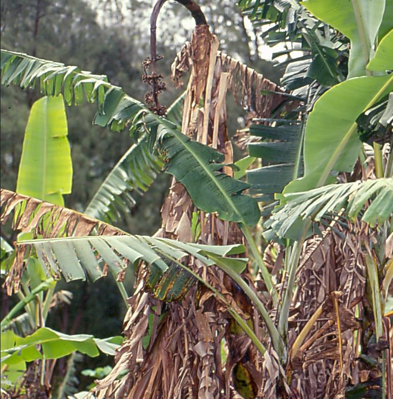 Panama disease - Image credit: Scot Nelson via flickr