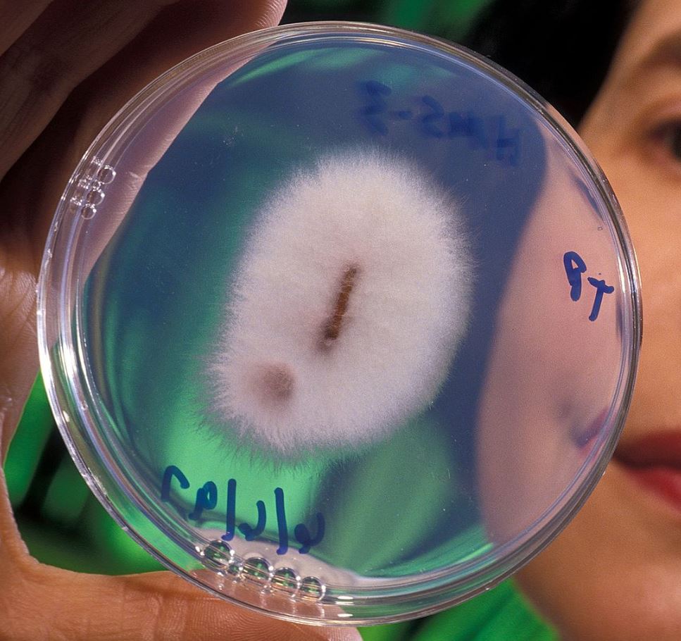 Fusarium oxysporum - Image Credit: USDA via Wikimedia Commons