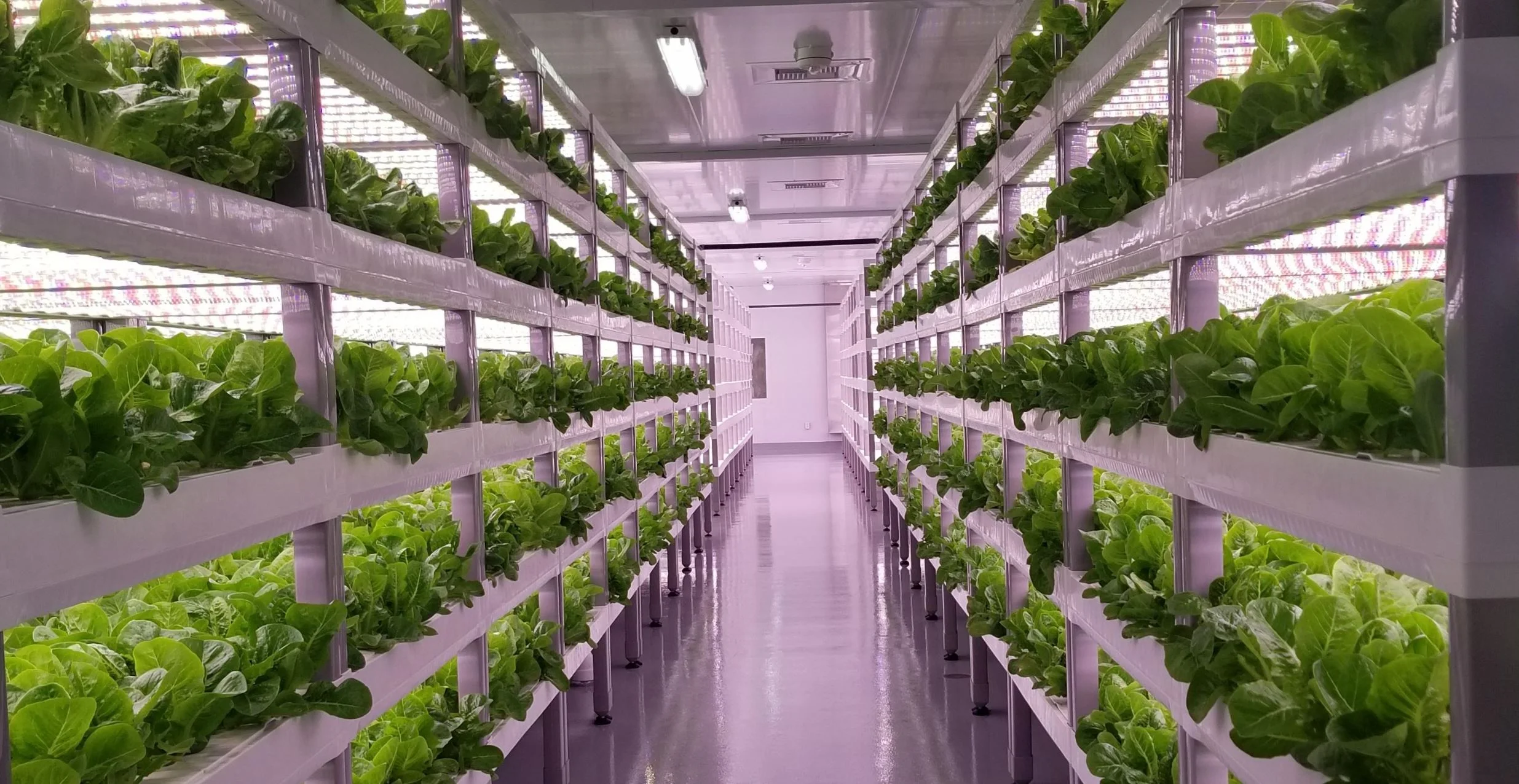What does vertical farming cost?