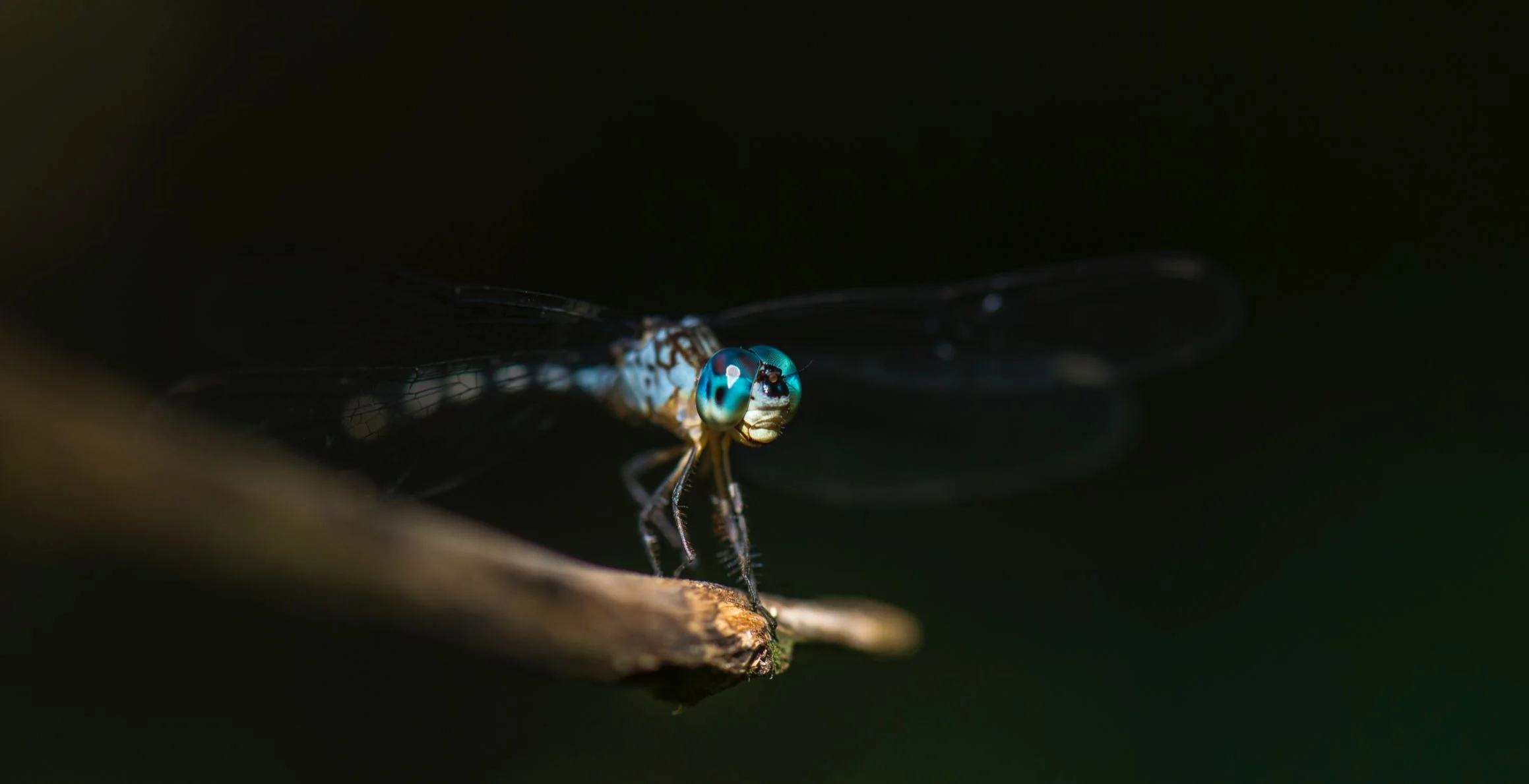 Is an ‘insect apocalypse’ happening? How would we know?