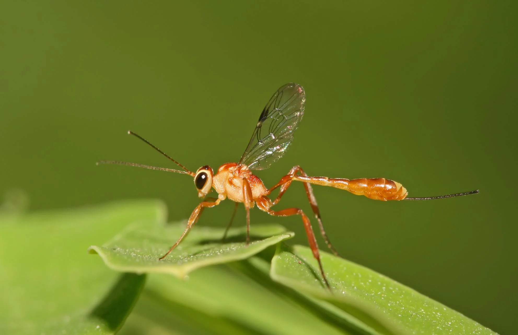 How biologists and engineers learn from animals