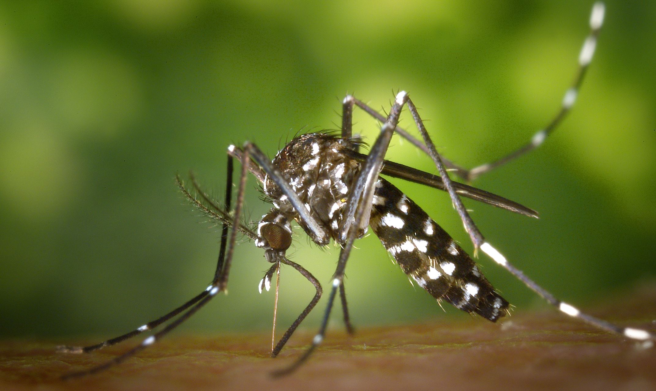 The Asian tiger mosquito has been genetically altered in lab experiments with CRISPR technology in an attempt to limit the spread of disease. - Image Credit: CDC via Wikimedia Commons