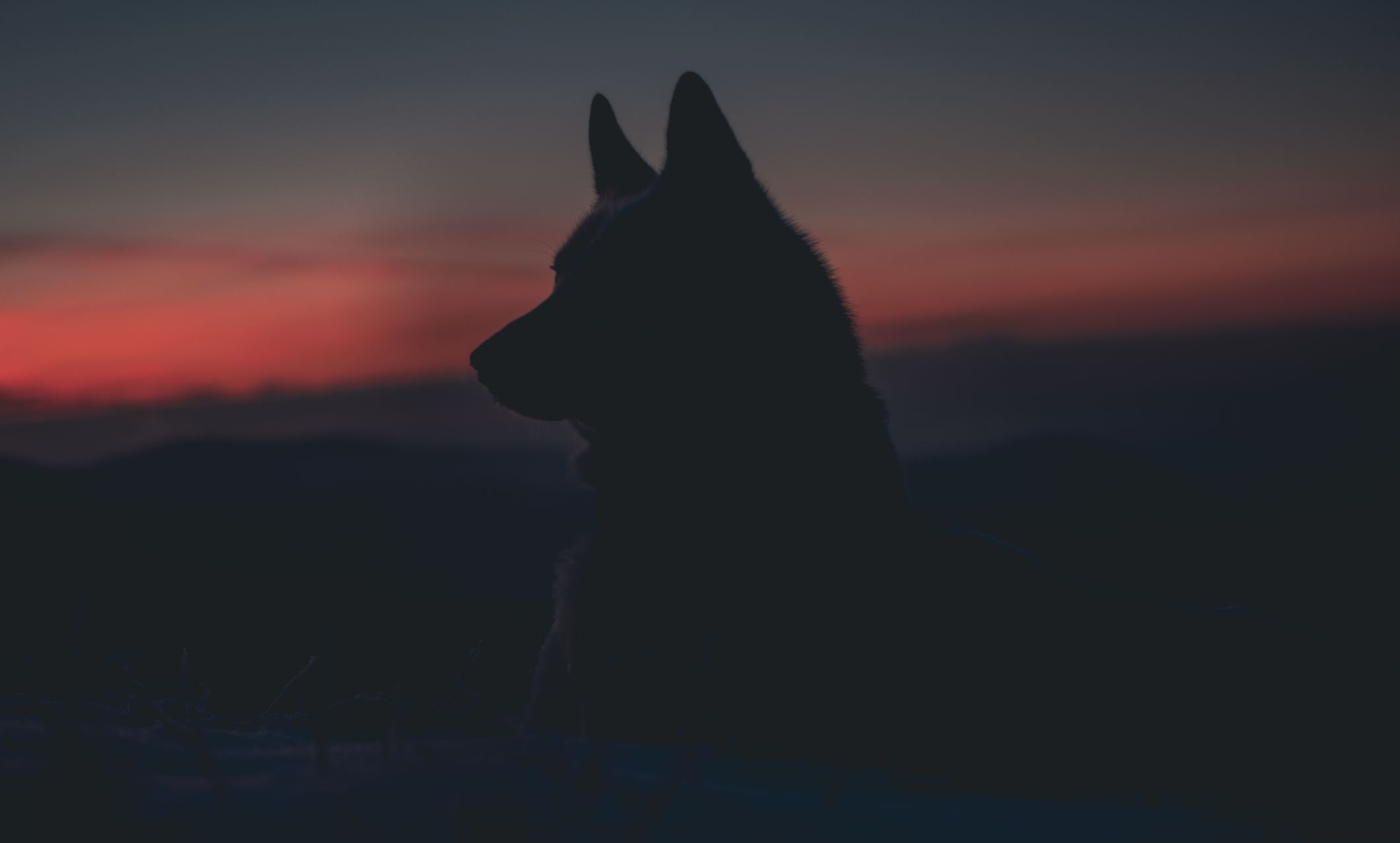 Image Credit: Marek Szturc via Unsplash